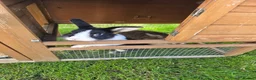 Mixed Breed rabbits for sale: 2 Mixed Breed Male Rabbits - Advert 5