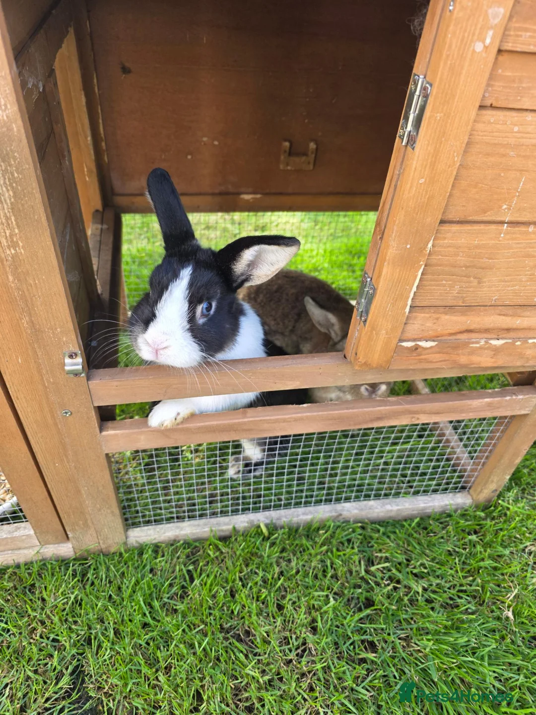 Mixed Breed rabbits for sale: 2 Mixed Breed Male Rabbits - Advert 5