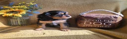 Cavalier King Charles Spaniel dogs for sale: Beautiful  Cavalier  puppies  - Advert 18