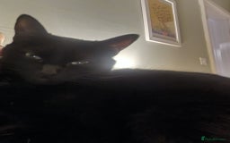 Mixed Breed cats for sale: Beautiful and loving female cat for loving home - Image 7
