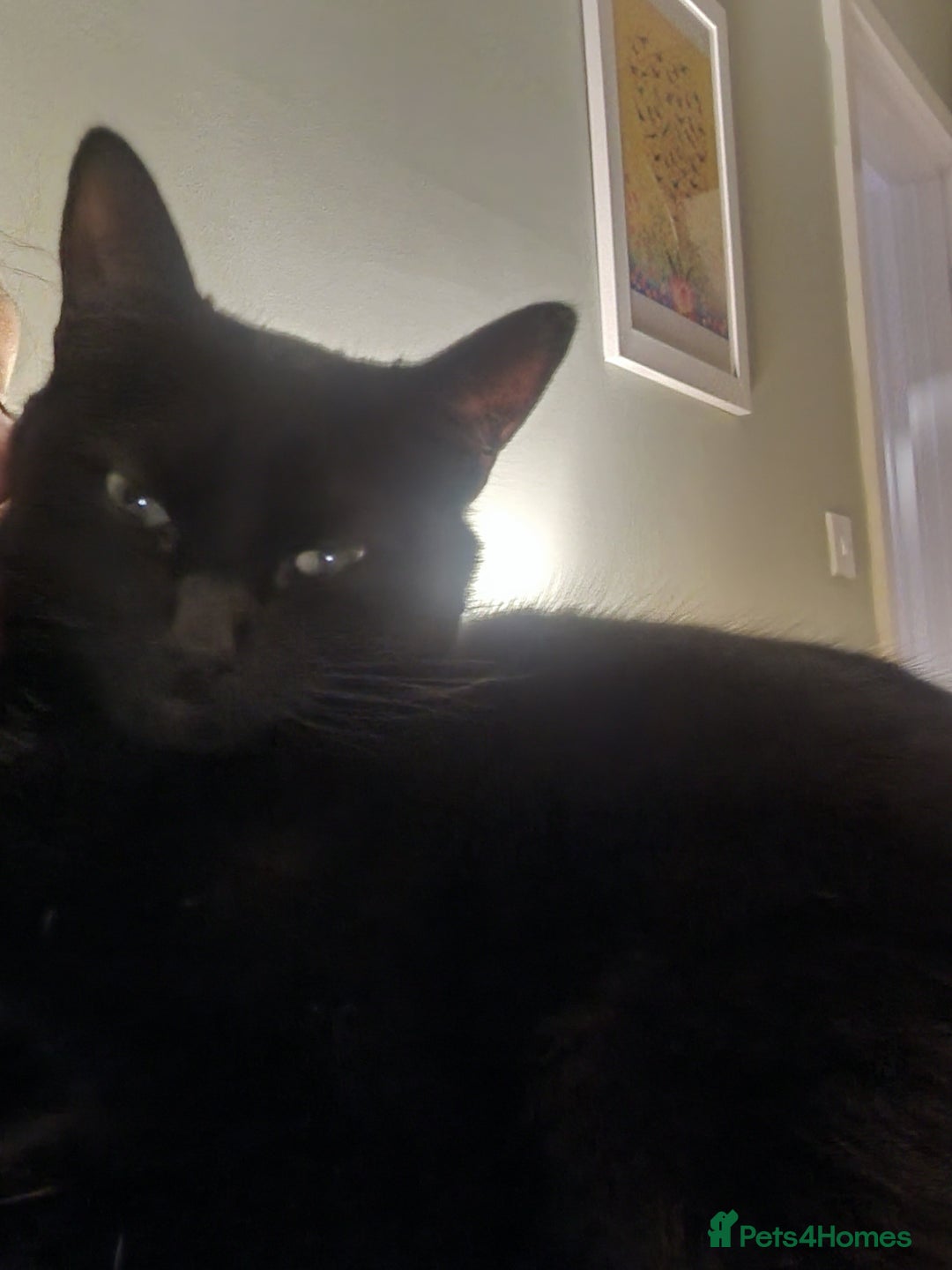 Mixed Breed cats for sale: Beautiful and loving female cat for loving home - Image 7