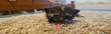 Mixed Breed Kitten 6
