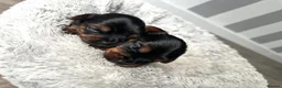 Yorkshire Terrier dogs for sale: ❤️ Gorgeous Purebred Miniature Yorkshire Terriers  - Advert 6