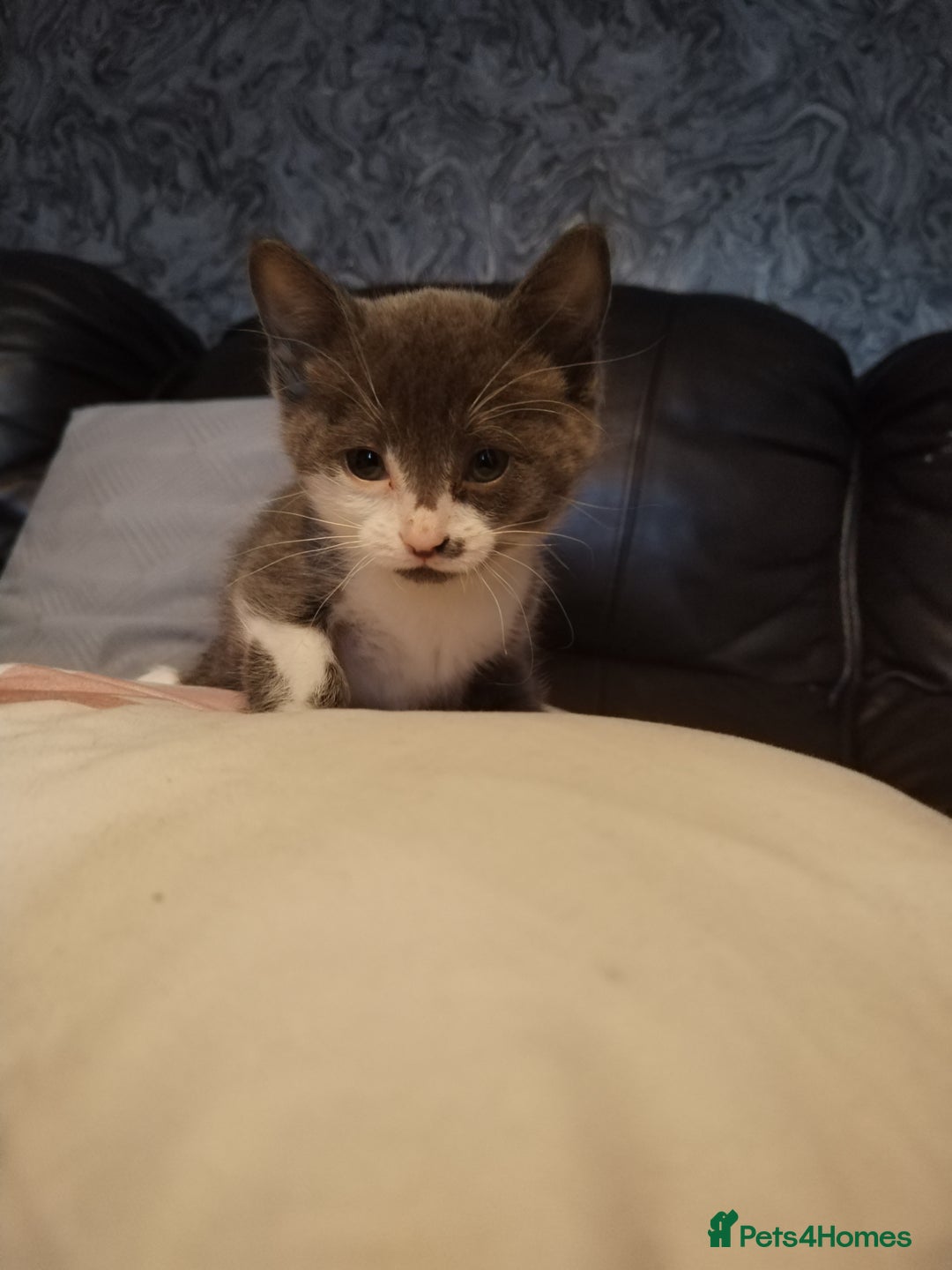 Mixed Breed cats for sale: Adorable Kittens Looking for Their Forever Homes - Advert 3