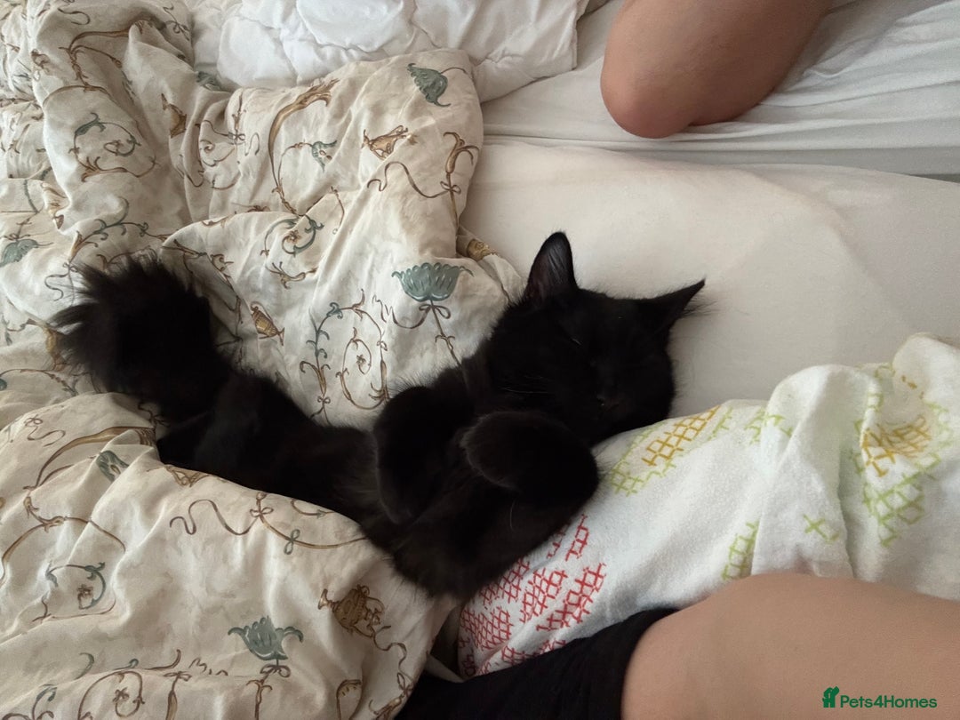 Siberian cats for sale: Affectionate Siberian-Mix Kitten (12 Months) - Advert 9