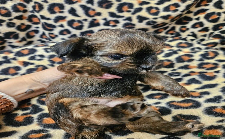 Yorkshire Terrier dogs - Advert 10