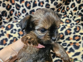 Yorkshire Terrier dogs - Advert 30