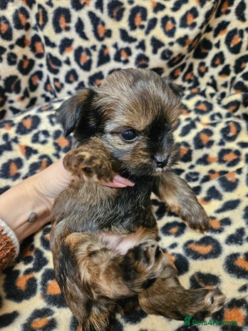 Yorkshire Terrier dogs - Advert 5