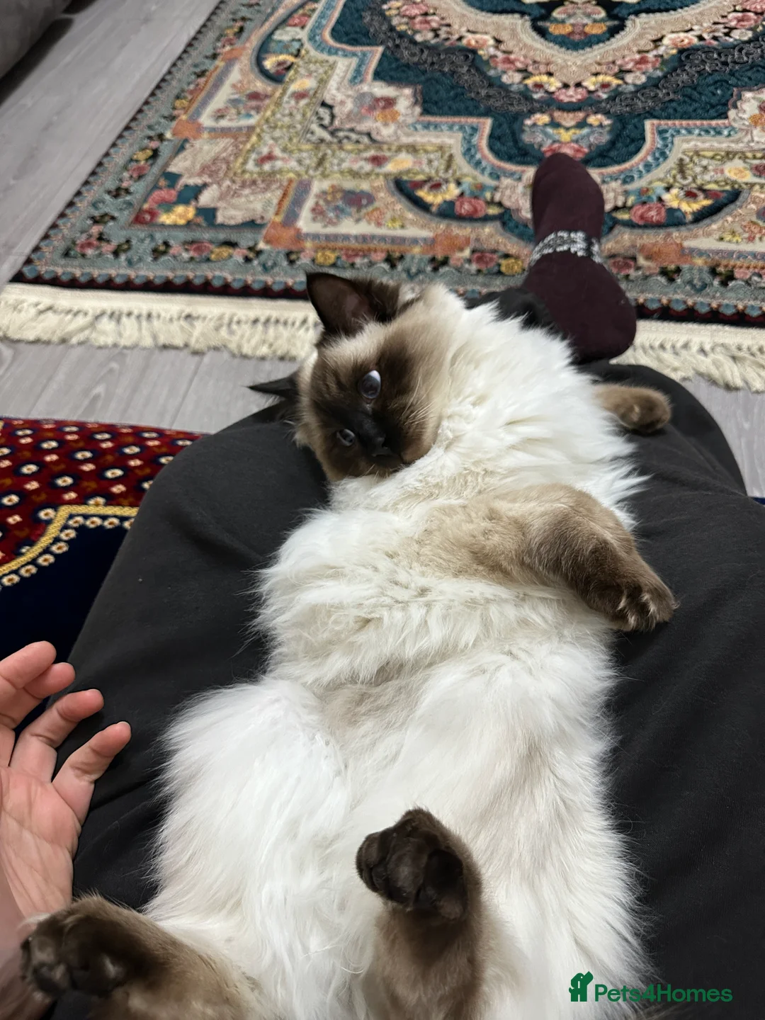 Ragdoll cats for sale: Kitten 8months - Advert 1