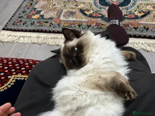 Ragdoll cats Kitten 8months - Advert 2