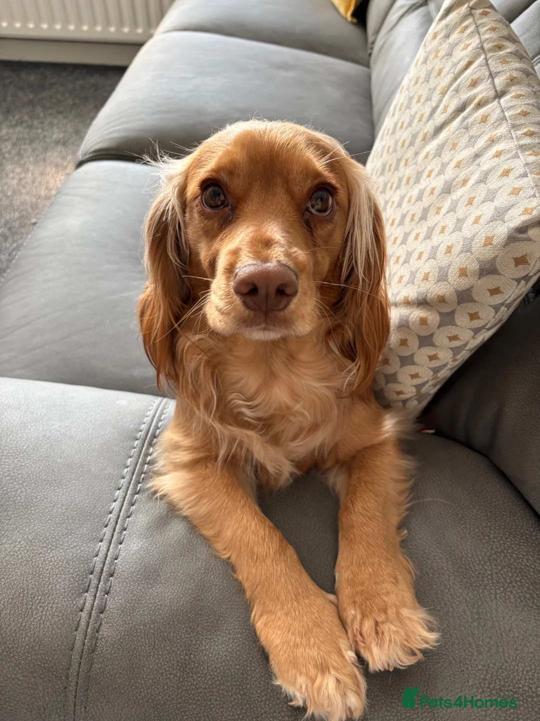 Cocker Spaniel dogs for sale: Cocker spaniel puppy’s  - Advert 2
