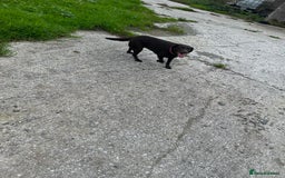 Labrador Retriever dogs for sale: Kc reg. chocolate Labrador bitch. 4 year old - Image 4
