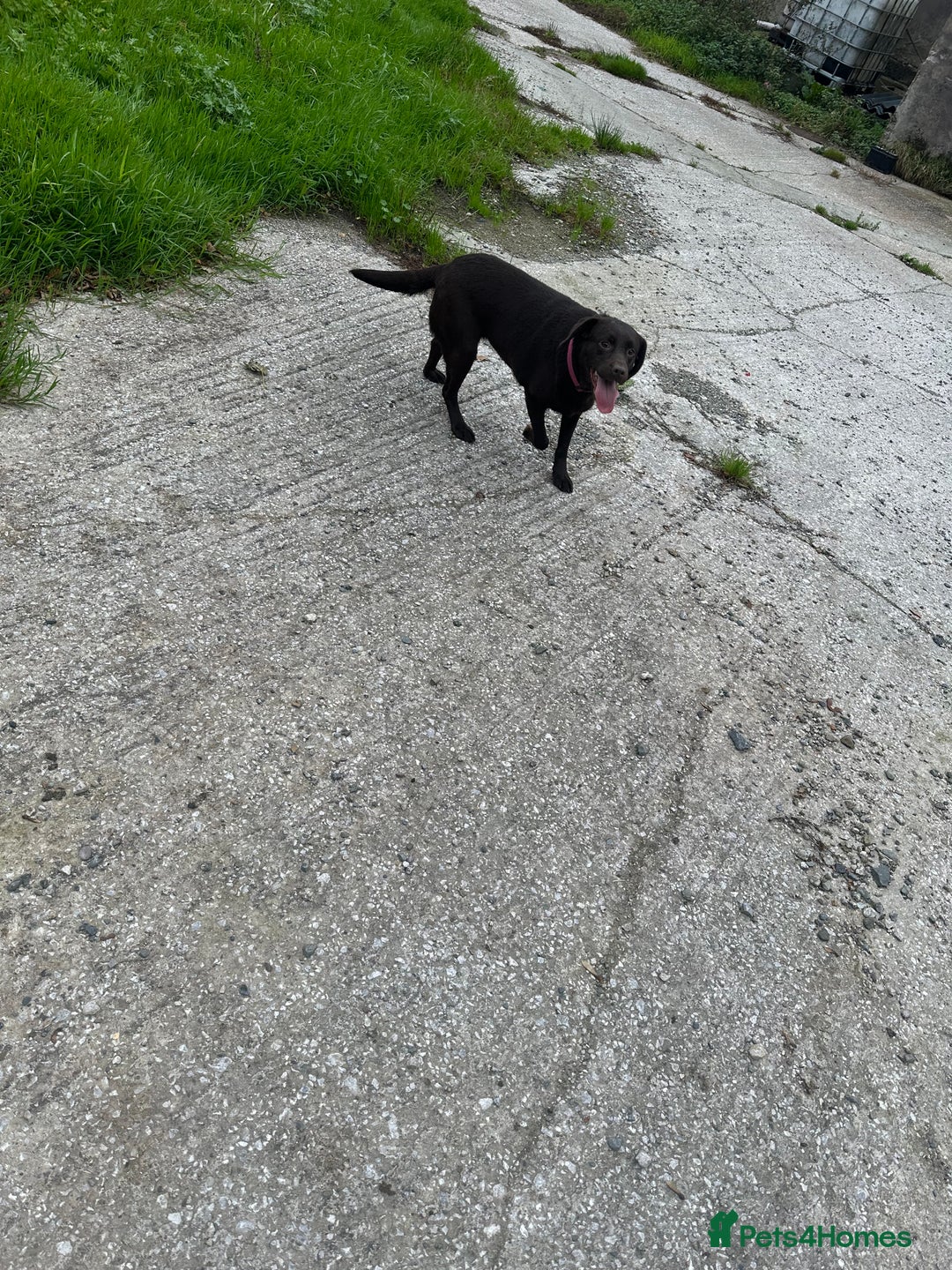 Labrador Retriever dogs for sale: Kc reg. chocolate Labrador bitch. 4 year old - Image 4