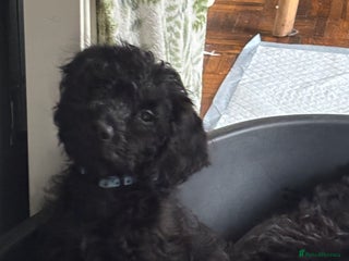Mixed Breed dogs 1 Girl and 2 Boys mini labradoodles puppy’s left - Advert 4