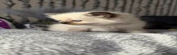 Ragdoll cats for sale: Fluffy seal point Ragdolls - Advert 14