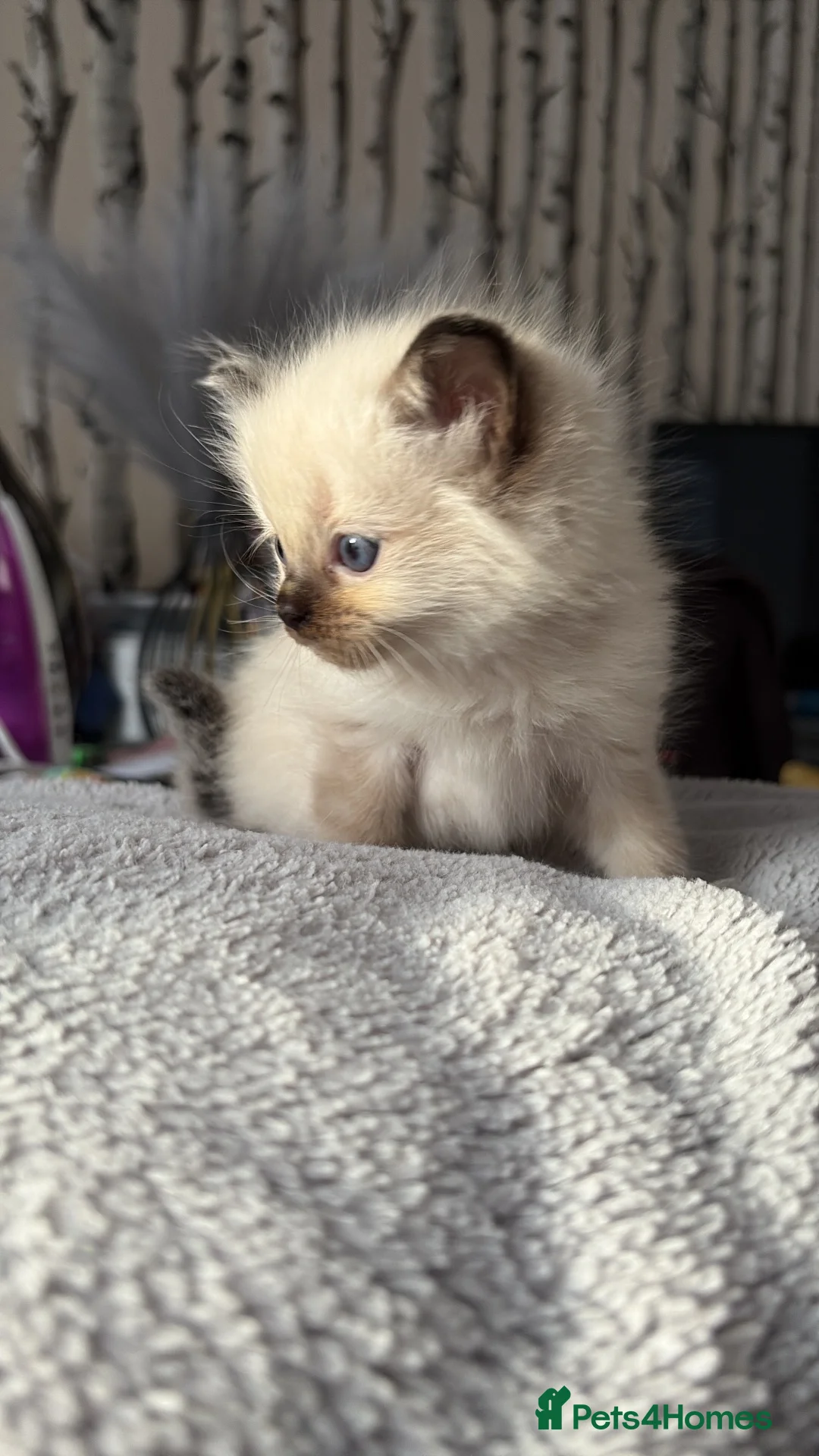 Ragdoll cats for sale: Fluffy seal point Ragdolls - Advert 14