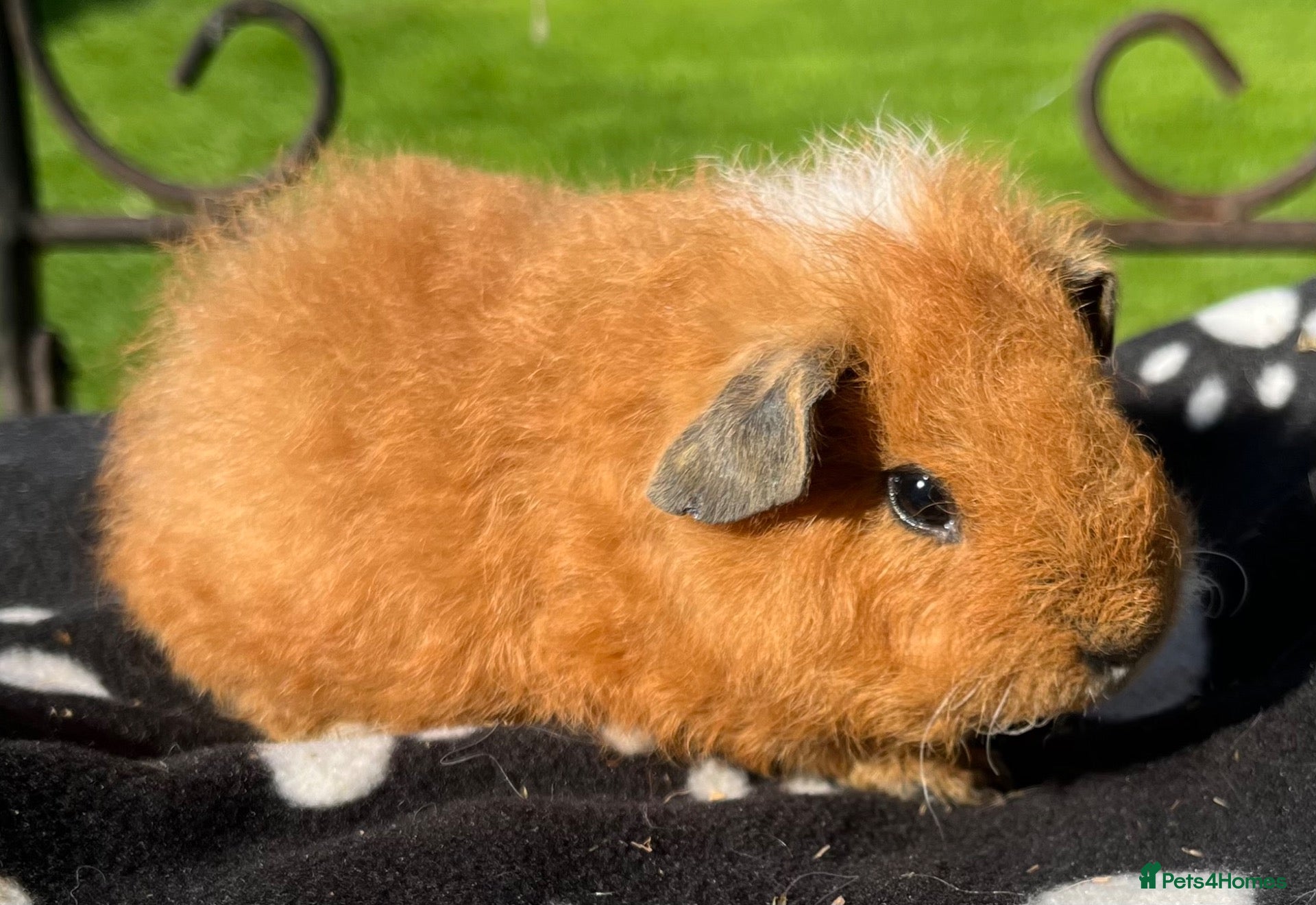 Guinea Pig rodents Guniea pigs Sheltie, Teddy - Advert 16