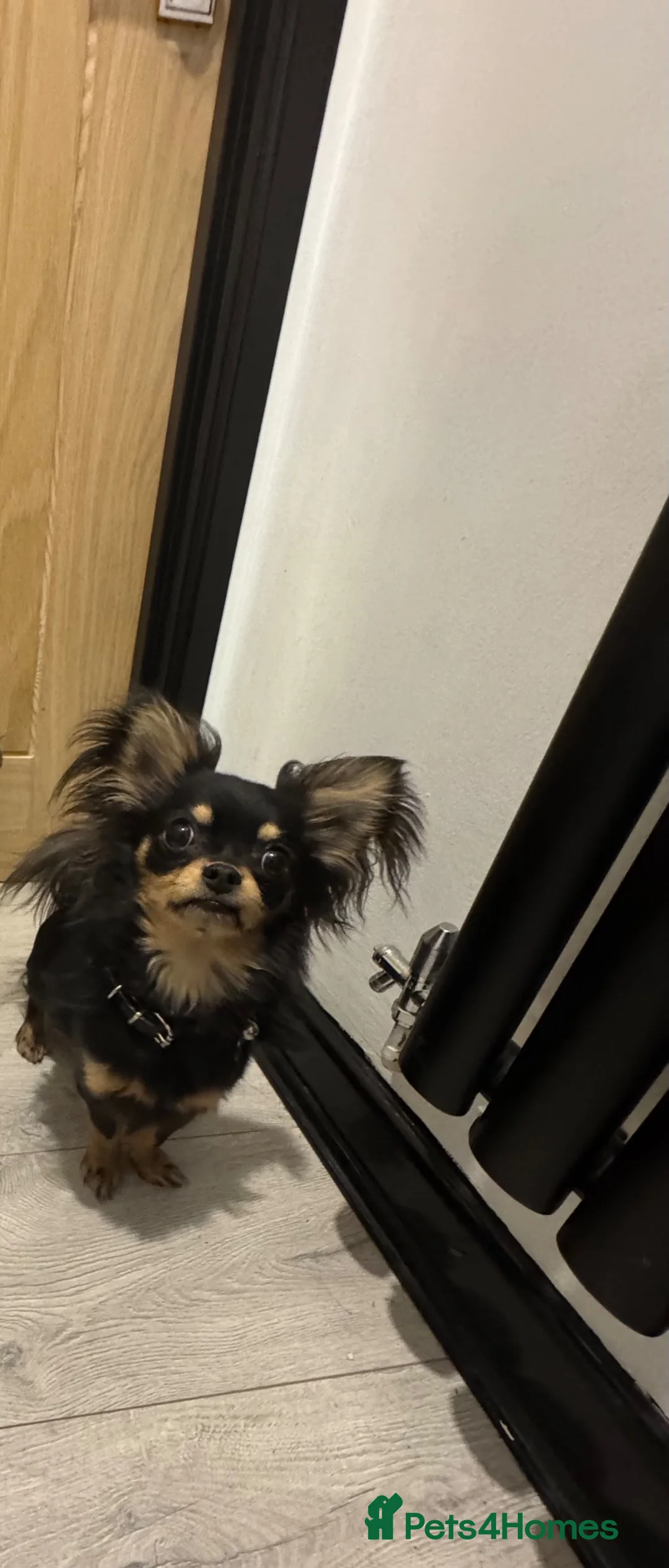 Chihuahua dogs for sale: Long coat Chihuahia  in Northampton - Advert 4