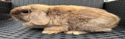 Mini Lop rabbits for sale: Chocolate Harli mini lop doe - Advert 4