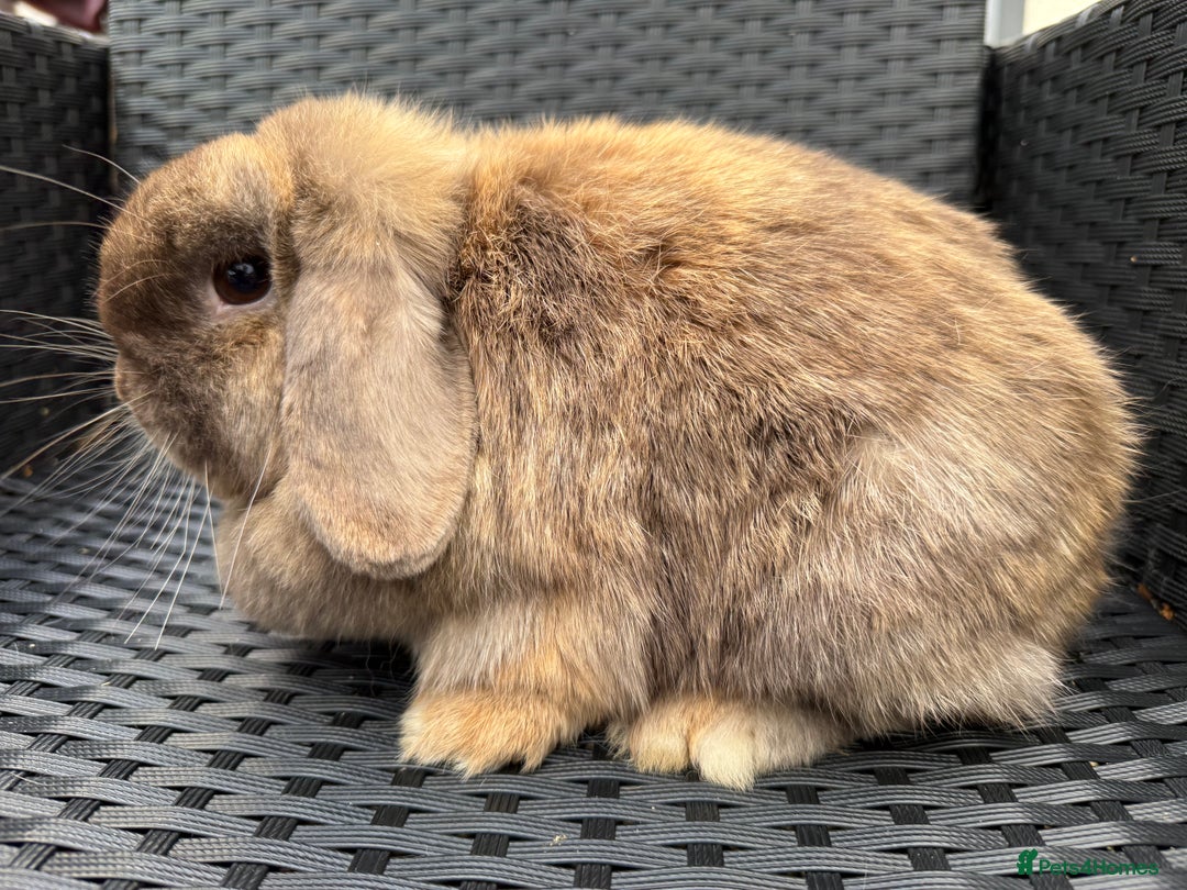 Mini Lop rabbits for sale: Chocolate Harli mini lop doe - Advert 4