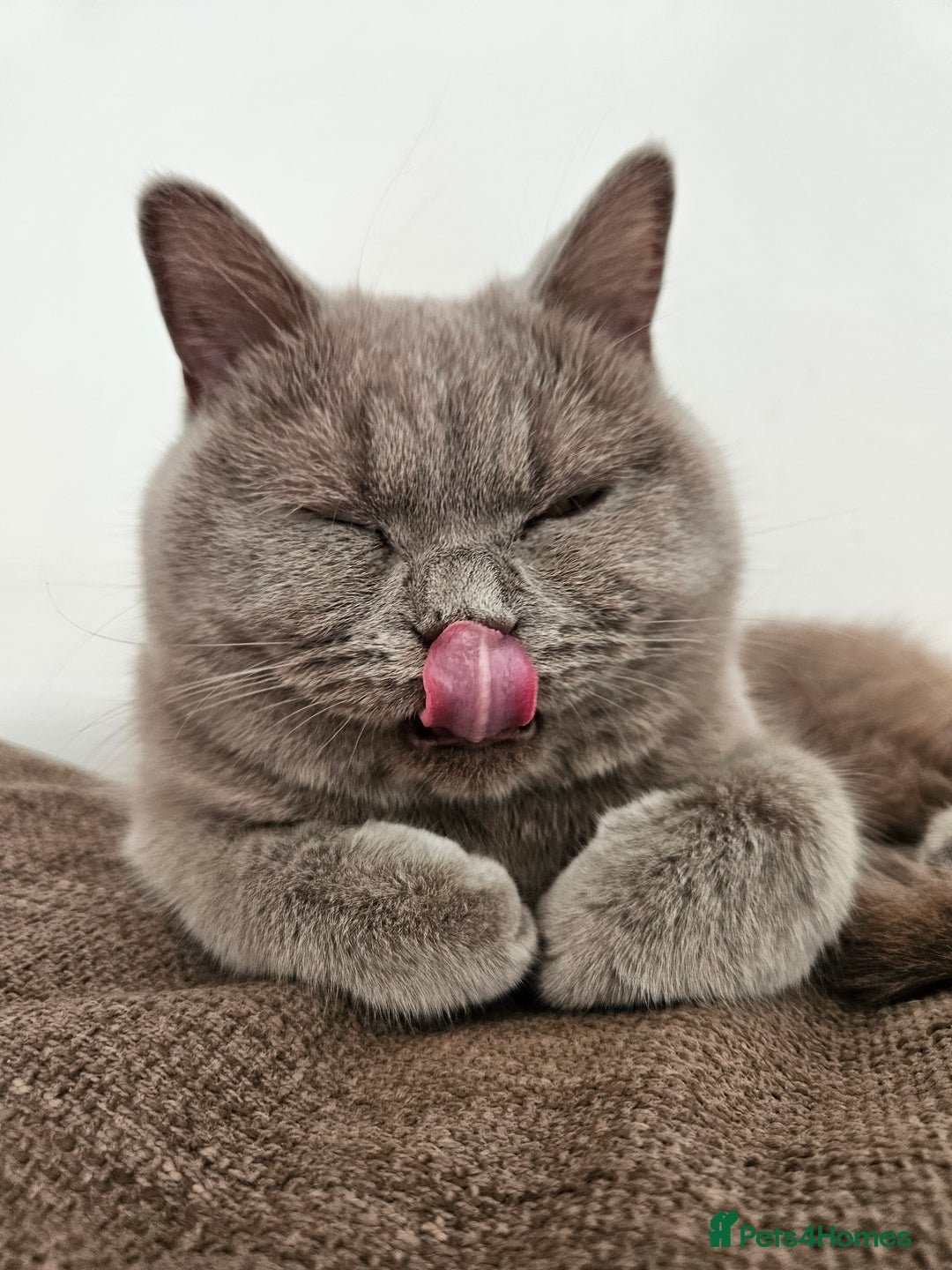 British Shorthair cats for sale: Lilac British Shorthair Girl - 20 mths - Advert 7