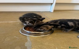 Mixed Breed cats for sale: Stunning cream tabby girl & 2 tabby boy kittens - Image 9