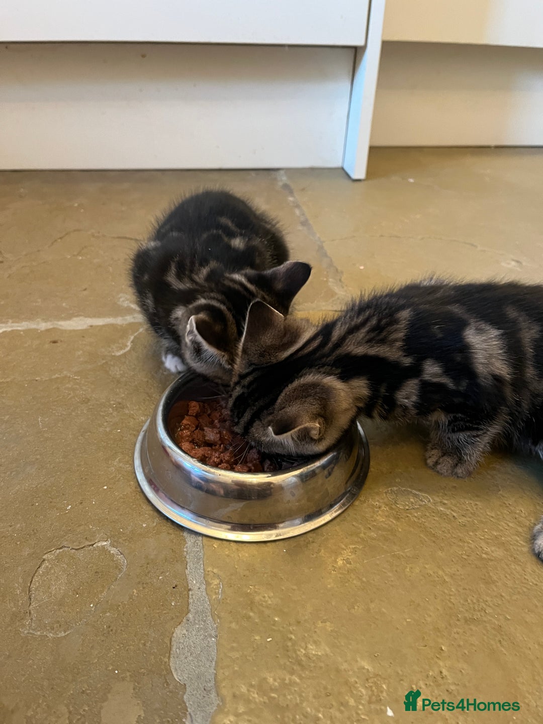 Mixed Breed cats for sale: Stunning cream tabby girl & 2 tabby boy kittens - Image 9