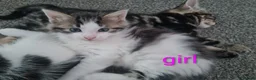 Mixed Breed cats for sale: Kittens - Advert 23