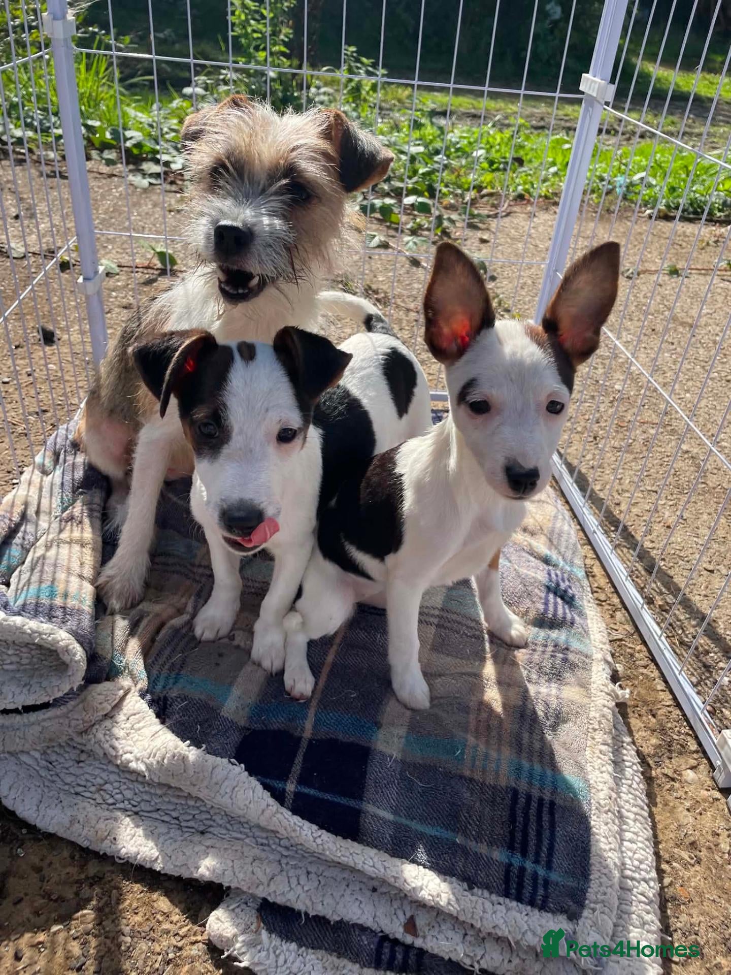 Jack Russell dogs Gorgeous Jack Russell puppies ready now - Advert 1