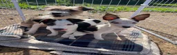 Jack Russell dogs for sale: Gorgeous Jack Russell puppies ready now - Advert 1