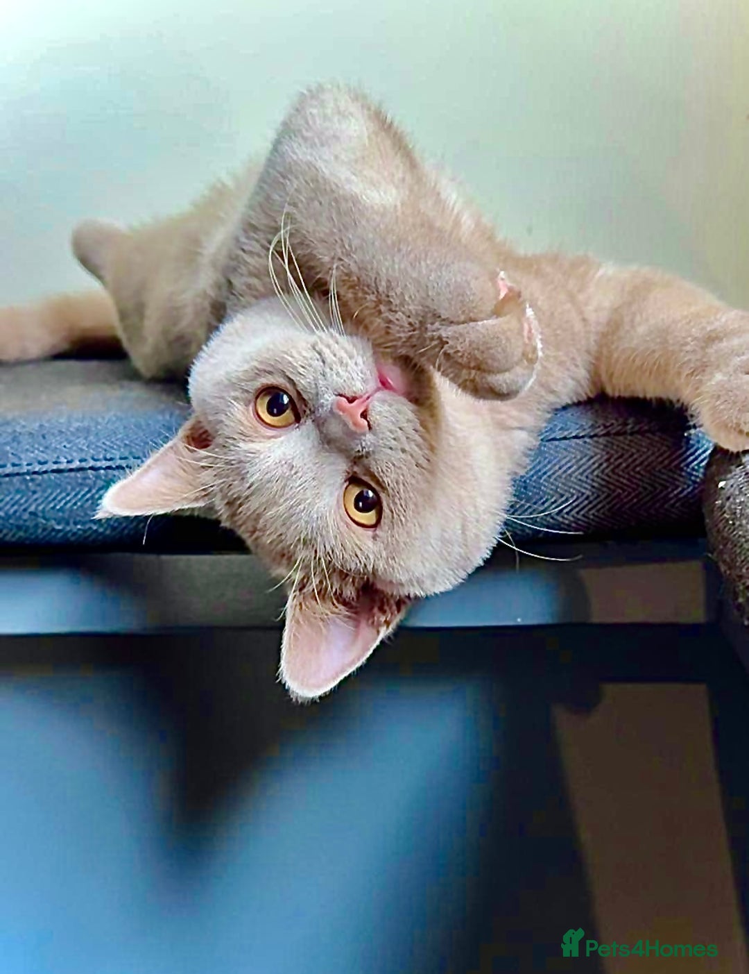 British Shorthair cats for sale: Cinnamon British shorthair kittens - Advert 22