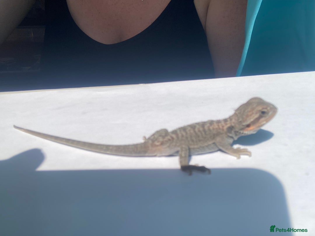 Bearded Dragon reptiles for sale: Baby beardies - Image 31