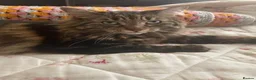 Mixed Breed cats for sale: Adorable Adult Female for Adoption  - Advert 2