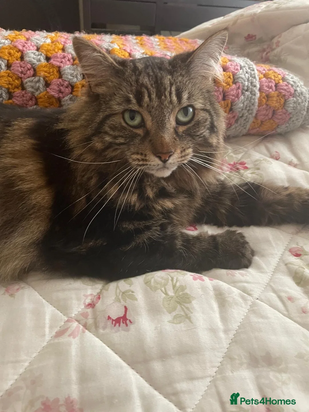 Mixed Breed cats for sale: Adorable Adult Female for Adoption  - Advert 2