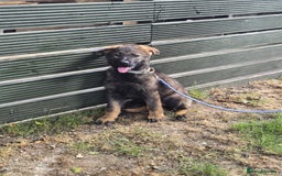 German Shepherd dogs for sale: German Shepherd puppies  - Image 3