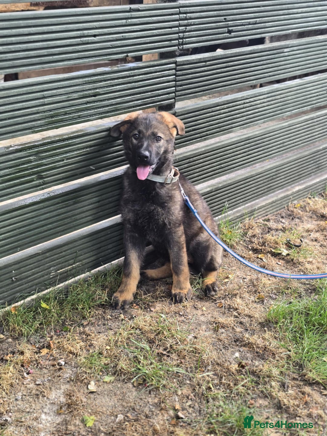 German Shepherd dogs for sale: German Shepherd puppies  - Image 3