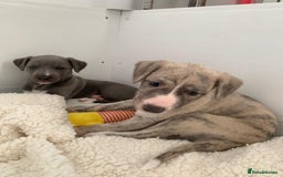 Whippet dogs for sale: Fawn Bedlington Whippet puppy - Image 5