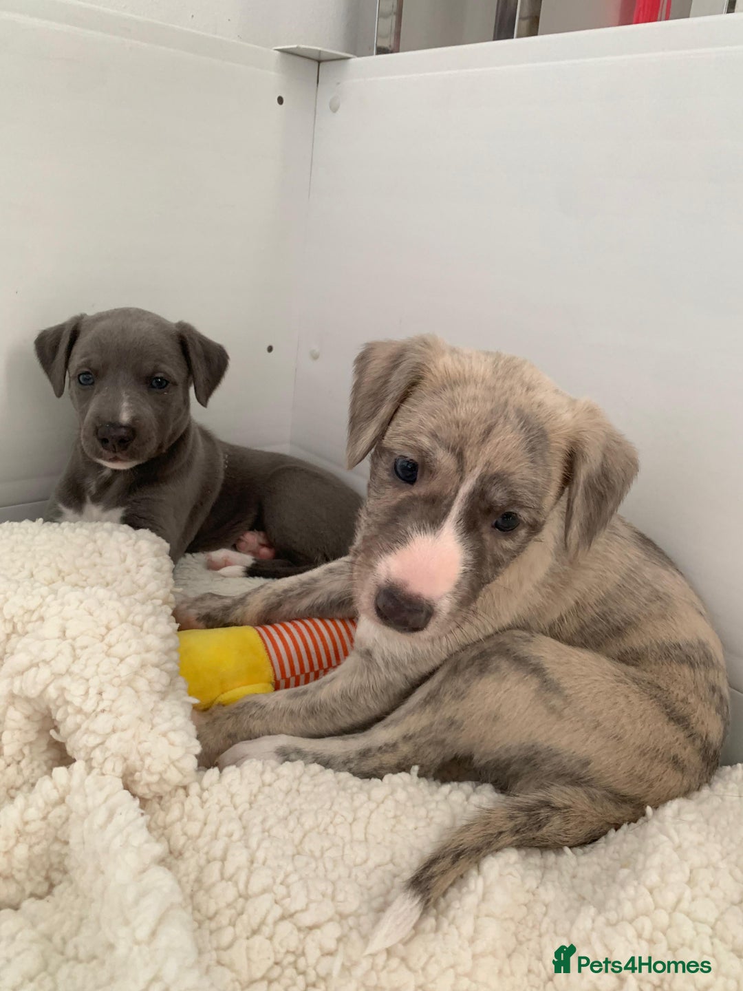 Whippet dogs for sale: Fawn Bedlington Whippet puppy - Image 5