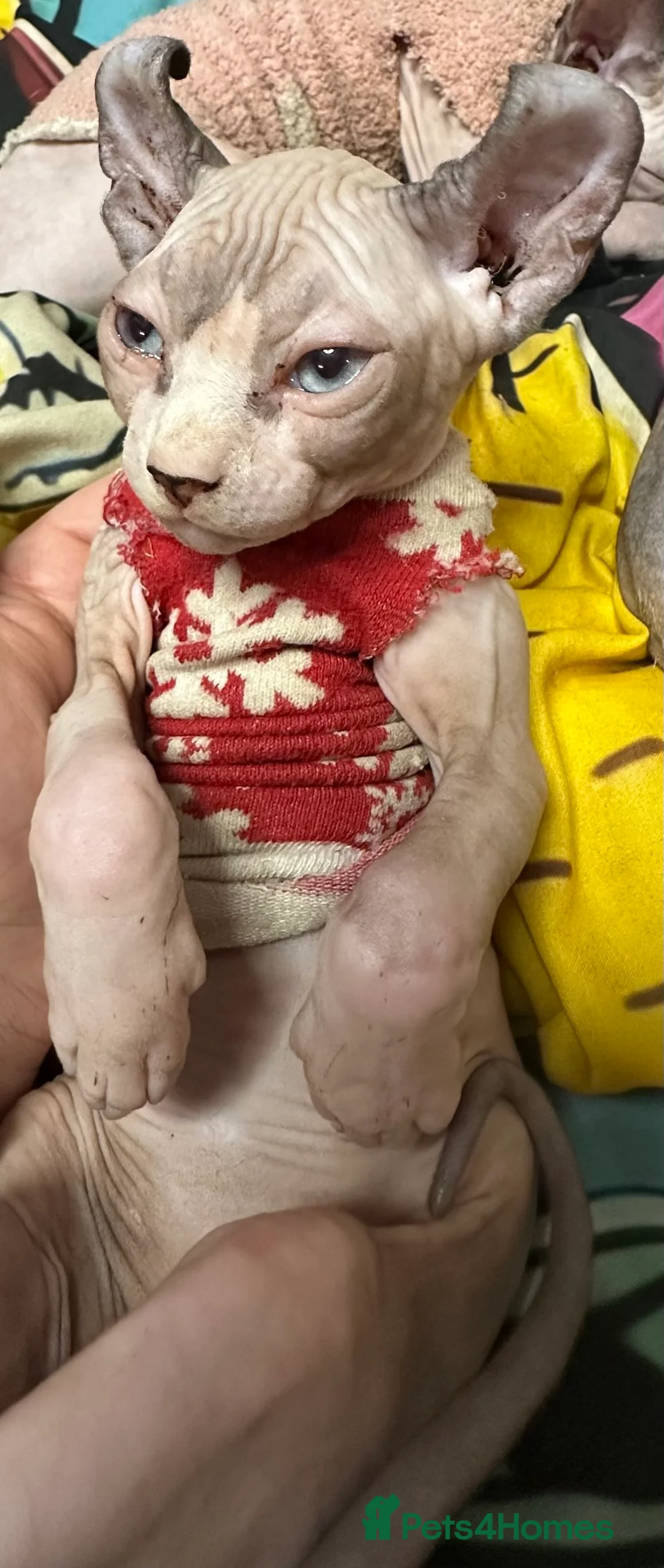 Sphynx cats for sale: LOVING SPHYNX KITTENS READY TO GO🤍 - Advert 8