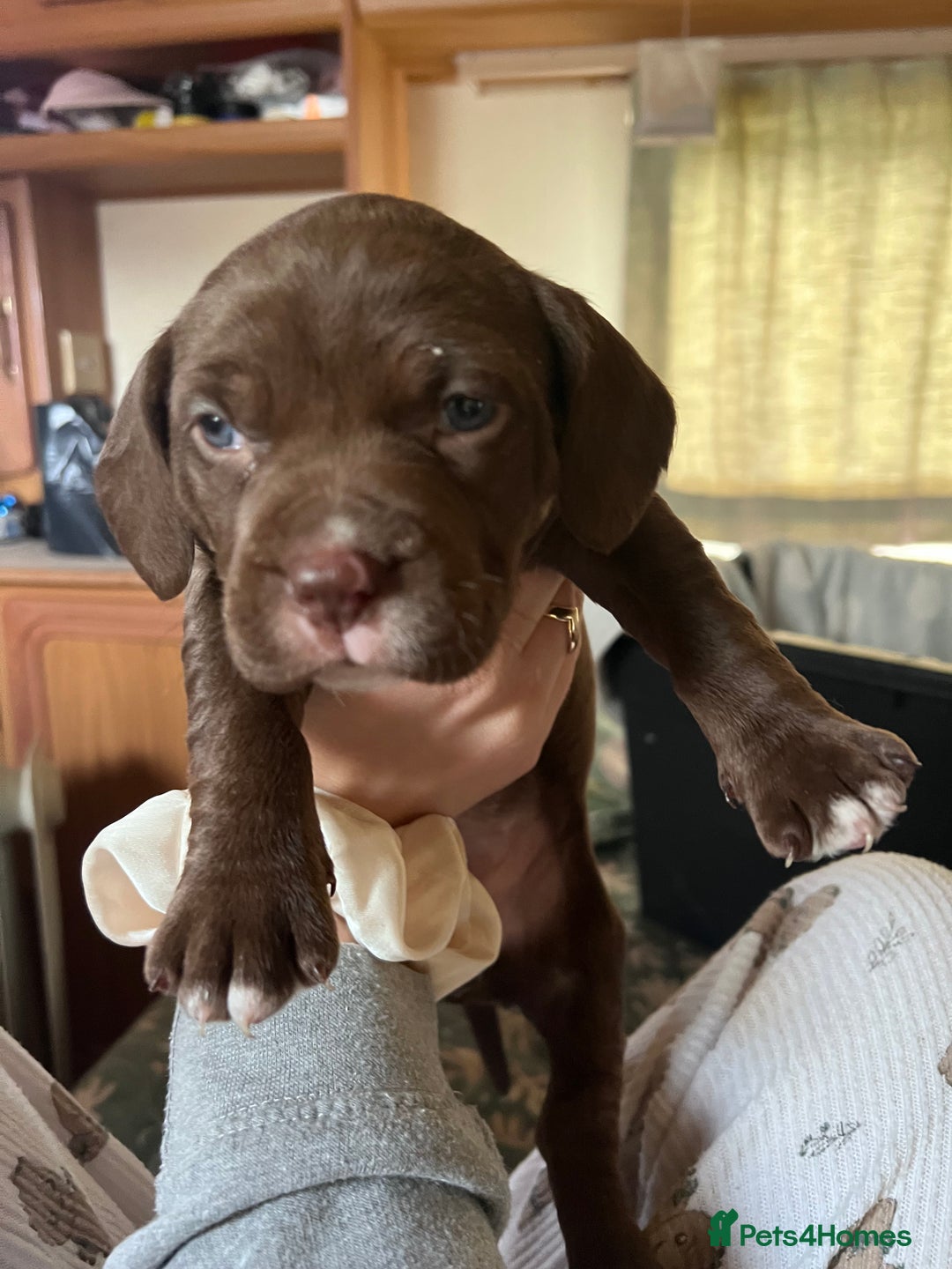 Mixed Breed dogs for sale: Staffy cross cocker spaniel puppies  - Advert 3