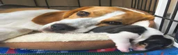 Beagle dogs for sale: Bundles of Beagle Joy Looking for Forever Homes in Epsom - Advert 2