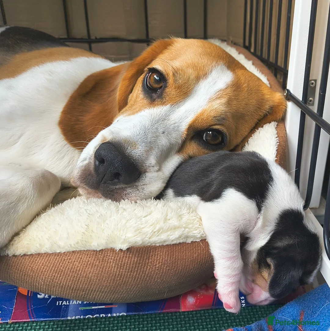 Beagle dogs for sale: Bundles of Beagle Joy Looking for Forever Homes in Epsom - Advert 2
