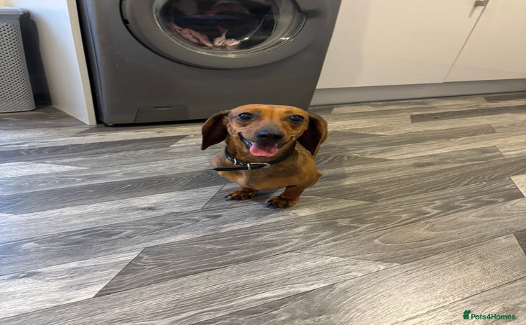 Dachshund dogs - Advert 14