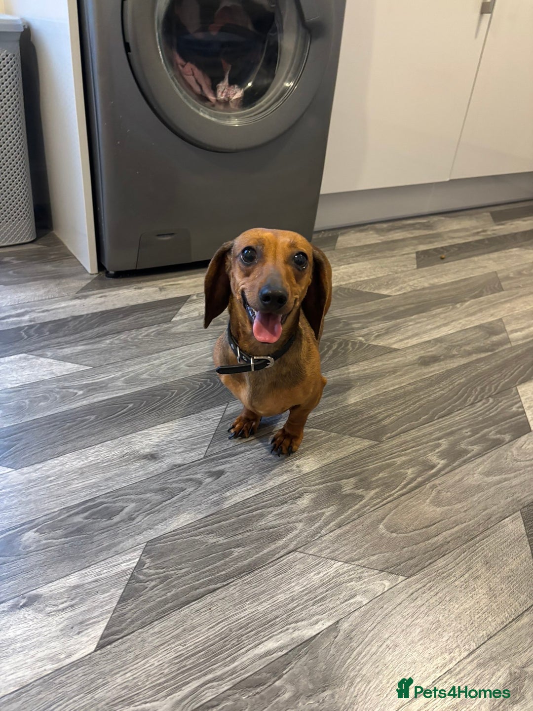 Dachshund dogs for sale: Miniature dachshund  - Image 1