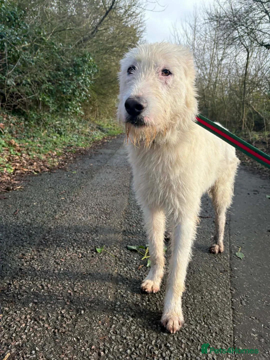 Mixed Breed dogs for adoption: Peter - Norwich Norfolk  in Norwich - Advert 3