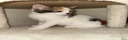 Mixed Breed cats for sale: A Calico female Kitten  - Advert 2
