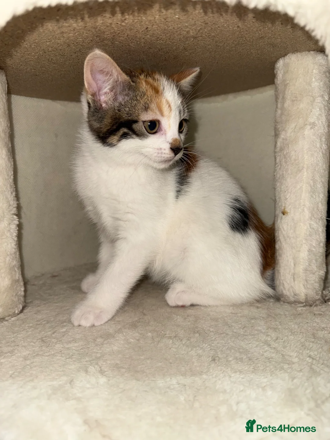 Mixed Breed cats for sale: A Calico female Kitten  - Advert 2