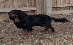 Cavalier King Charles Spaniel dogs for sale: KC Health Tested Black/Tan Male Cavalier 2 years - Image 2