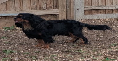 Cavalier King Charles Spaniel dogs - Advert 3