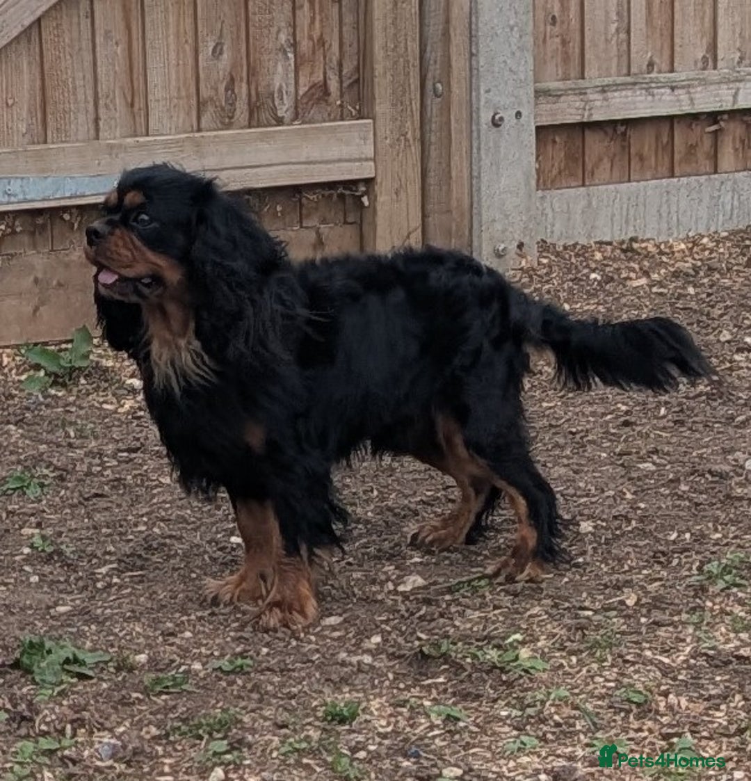 Cavalier King Charles Spaniel dogs for sale: KC Health Tested Black/Tan Male Cavalier 2 years - Image 2